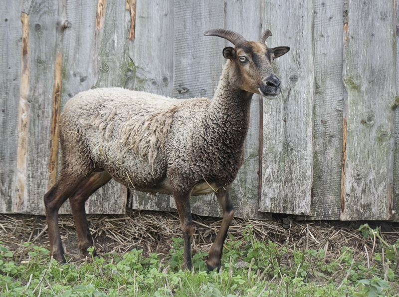 Tiere Mecklenburgische Seenplatte SAM_3517 als Smart-Objekt-1 Kopie.jpg - Bei einer Wanderung in Mirow entdeckt